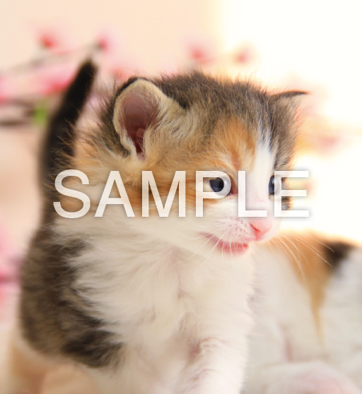 キュートキャッツ【1月】