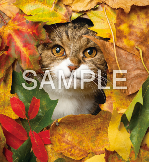 キュートキャッツ【10月】