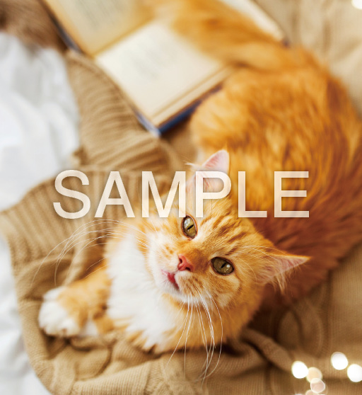 キュートキャッツ【11月】