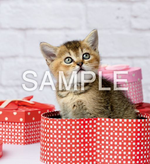 キュートキャッツ【2月】