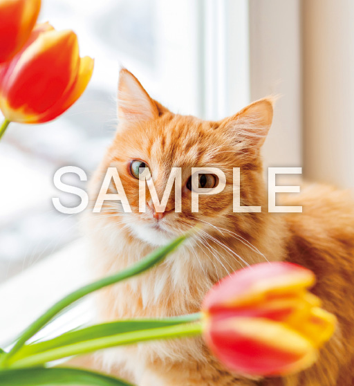 キュートキャッツ【3月】