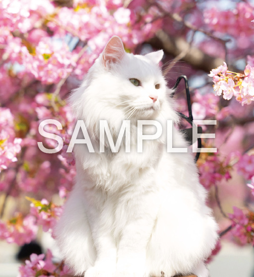 キュートキャッツ【4月】