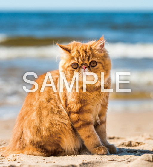 キュートキャッツ【7月】