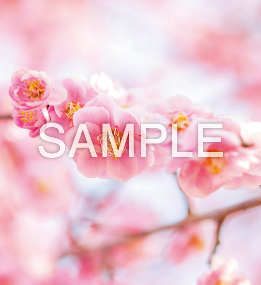花鳥諷詠【1月】