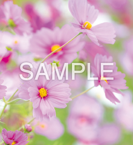花鳥諷詠【10月】