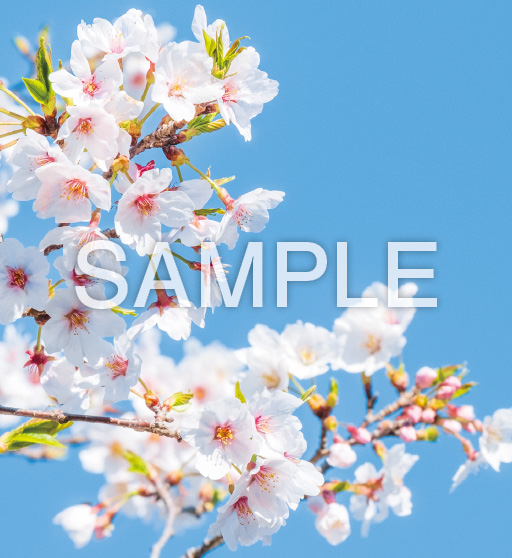 花鳥諷詠【4月】