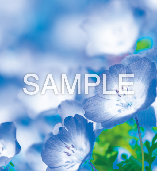 花鳥諷詠【5月】