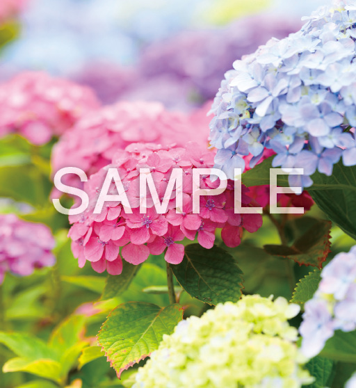 花鳥諷詠【6月】