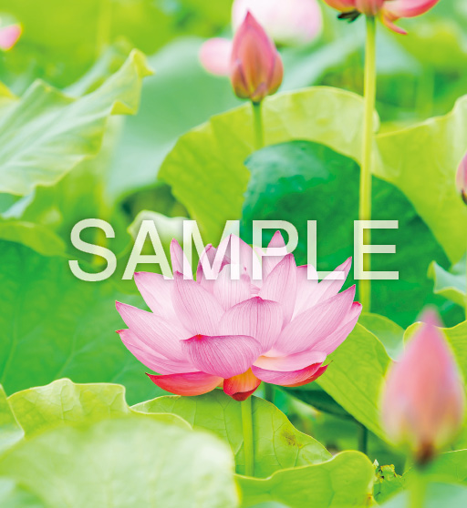 花鳥諷詠【7月】