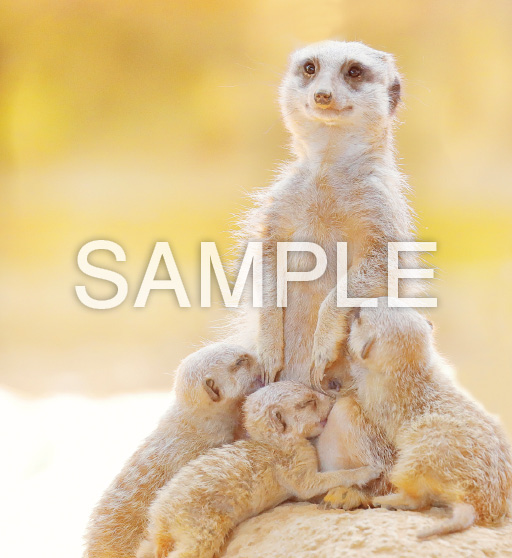 Baby Animals【1月】