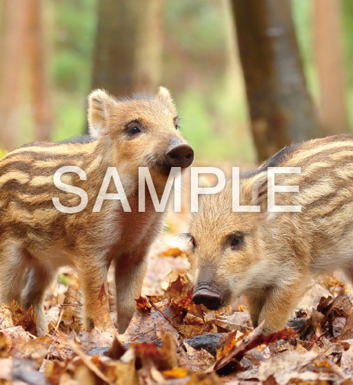 Baby Animals【10月】