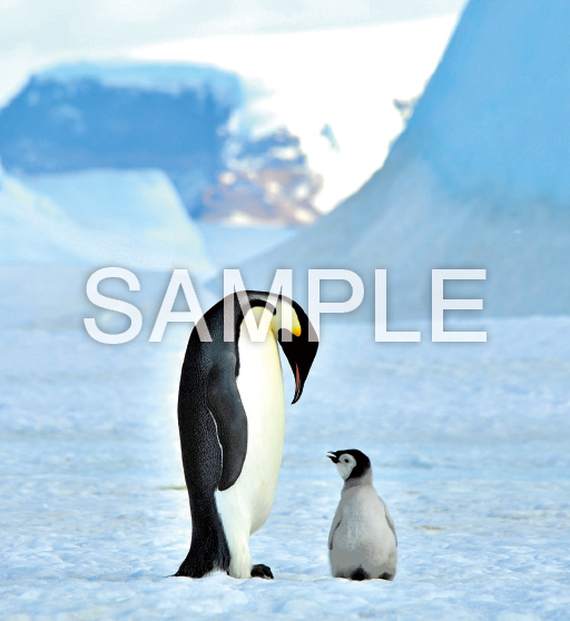 Baby Animals【11月】
