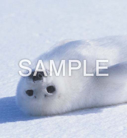 Baby Animals【12月】