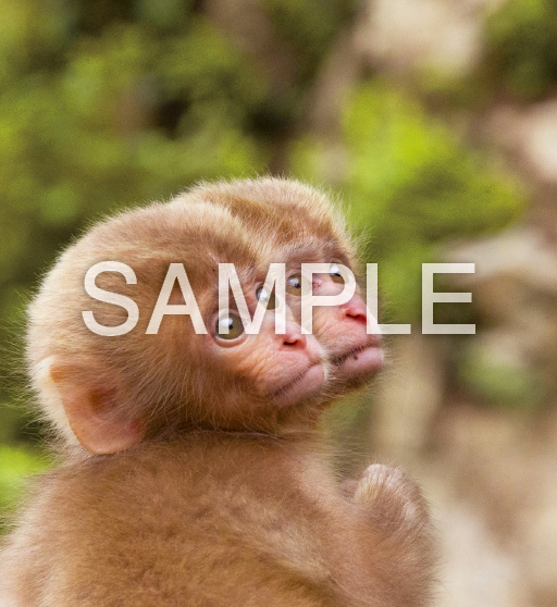 Baby Animals【2月】