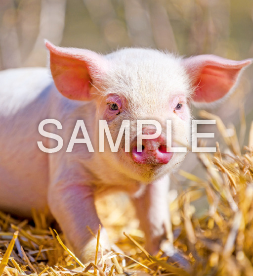 Baby Animals【3月】