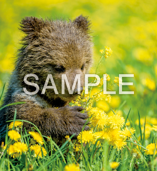 Baby Animals【4月】
