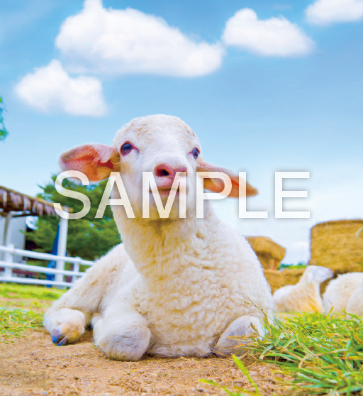 Baby Animals【5月】