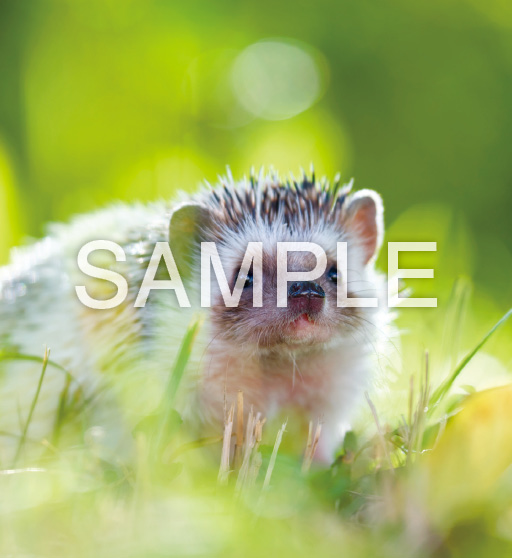 Baby Animals【6月】