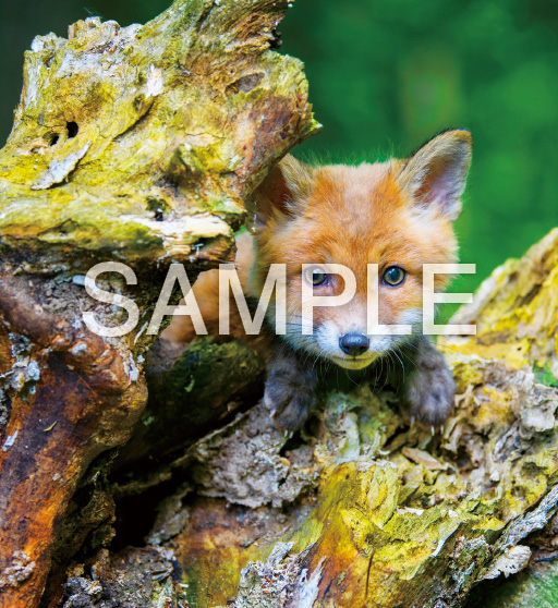 Baby Animals【7月】