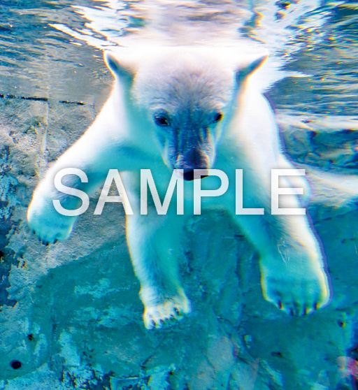 Baby Animals【8月】