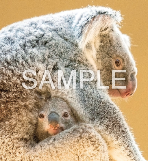 Baby Animals【9月】