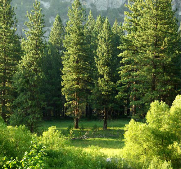 持続可能な環境への取り組み